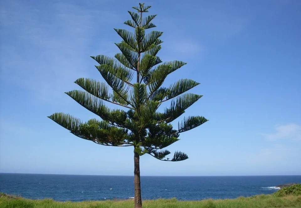 Araucaria Norfolk Island Pine growing in its natural habitat on Norfolk Island