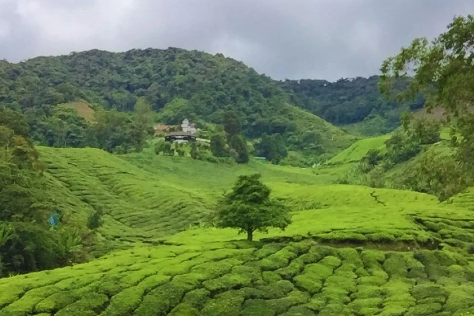 A breathtaking view of tea plantations in Cameron Highlands, Malaysia, with mist rolling over the hills.