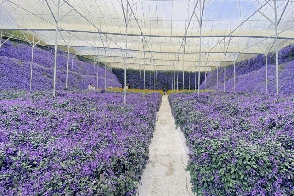 A vibrant lavender garden in Cameron Highlands, Malaysia, with purple blooms under a blue sky.