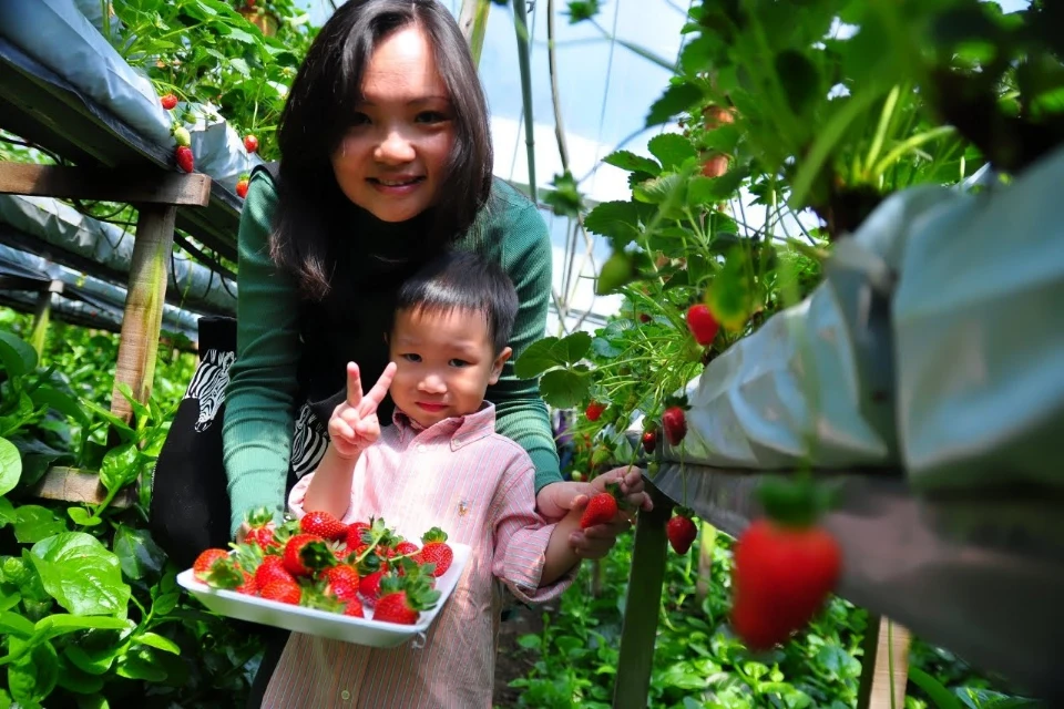 A visitor picking fresh strawberries at a strawberry farm in Cameron Highlands, Malaysia.