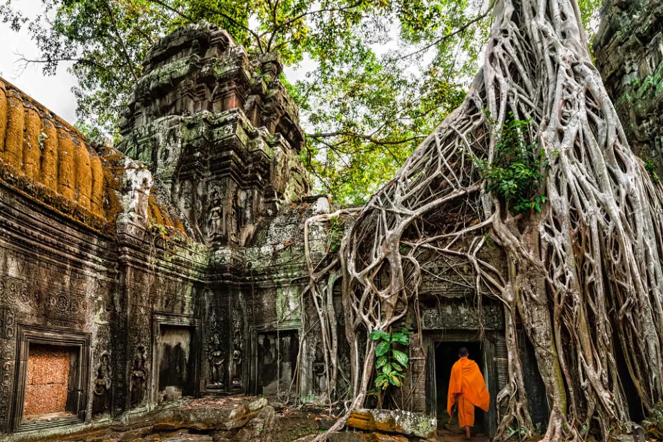 Giant tree roots engulfing Ta Prohm Temple in Siem Reap