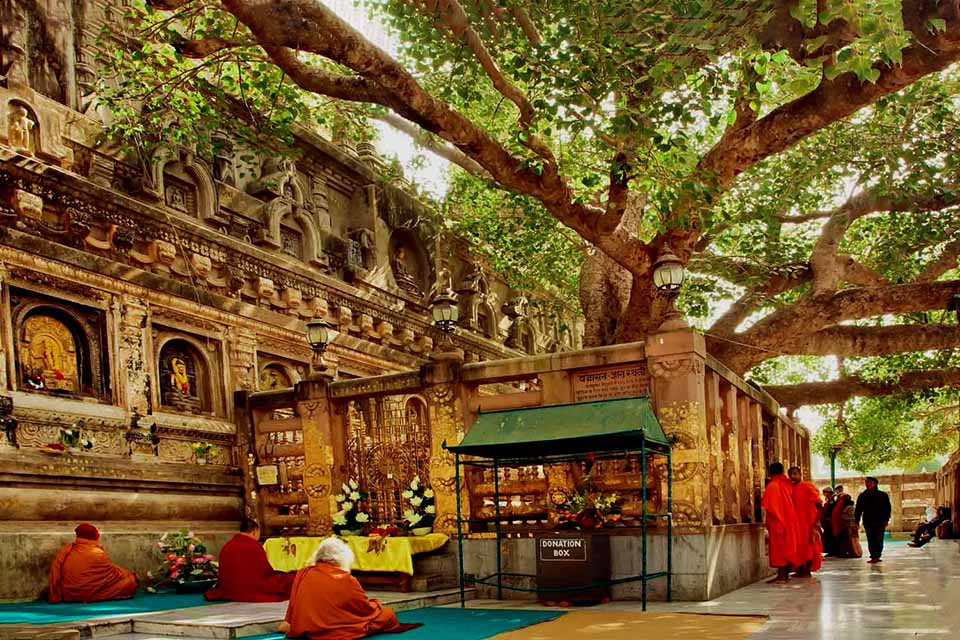 The sacred Bodhi tree at the Mahabodhi Temple in India