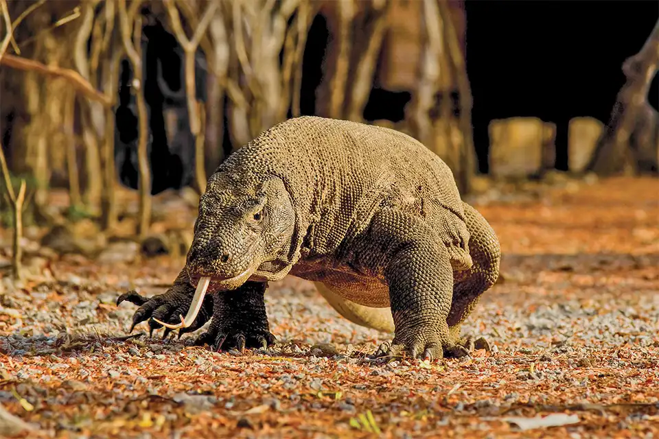A Komodo dragon walking on dry grassland in Komodo Island, Indonesia