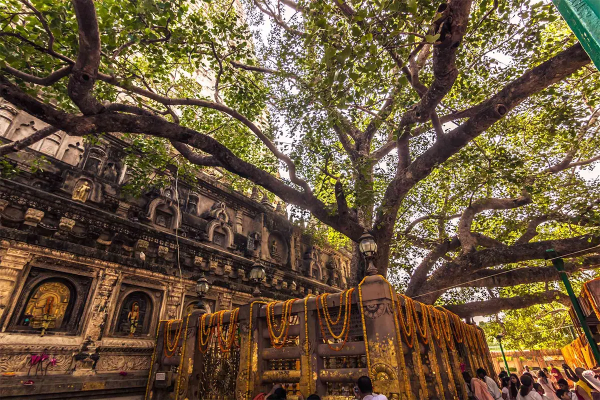 The sacred Bodhi Tree where the Buddha attained enlightenment in Bodh Gaya