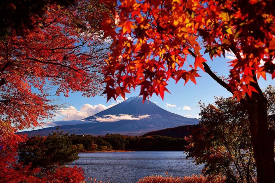 Kawaguchiko Momiji Festival Mt. Fuji