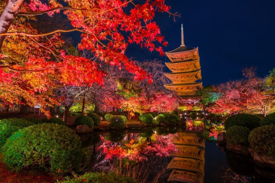 Kyoto temple night illumination Momiji