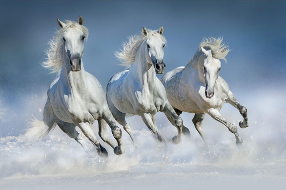 An abstract painting featuring three white horses, representing purity and steady growth.